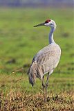 Sandhill Craneborder=